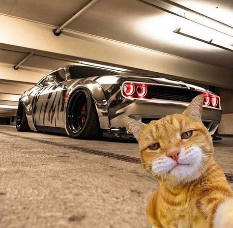 Dodge Demon 170, Spoiled Cats, Car Dodge, Dodge Demon, Strongest Animal, Funny Looking Cats, Cat Profile, Best Jdm Cars, Cat Selfie