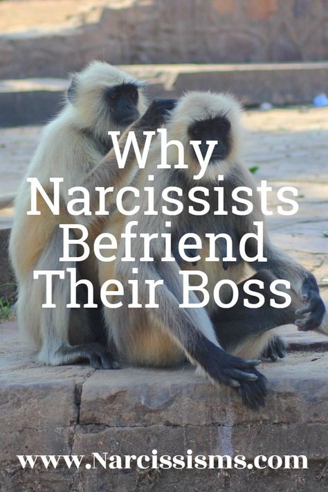 Article explaining Why Narcissists Make Friends With Their Boss. Narcissistic Coworker Quotes, Narcisstic Coworker, Narcissistic Work Colleagues, Narcissistic Behavior Coworker, Narcissistic Boss Signs, Narcissistic Coworker, Colleagues Quotes, Narcissistic Boss, Defiant Behavior