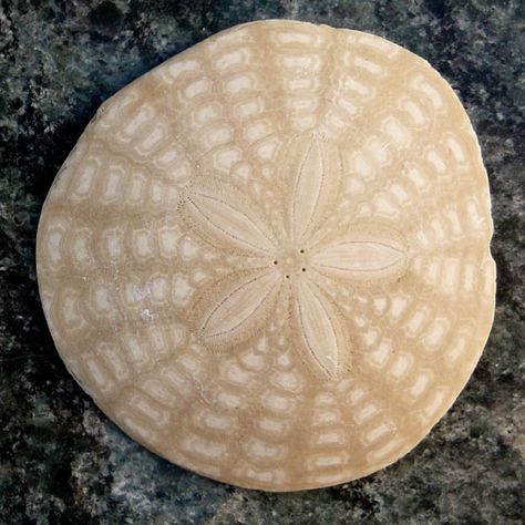 Sand dollar, brings back memories of childhood days in Mexico Sea Urchins, Sand Dollars, Sea Shore, The Lighthouse, Sand Dollar, Tasty Food Videos, Tasty Food, Diy Hacks, Sea Creatures