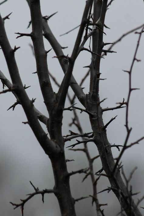 Cruel Aesthetic, Dark World Aesthetic, Dark Prince Aesthetic, Character Aesthetic Inspiration, Bird Aesthetic Dark, Thorn Aesthetic, Birds Aesthetic Dark, The Cruel Prince Aesthetic, Sleeping Beauty Aesthetic