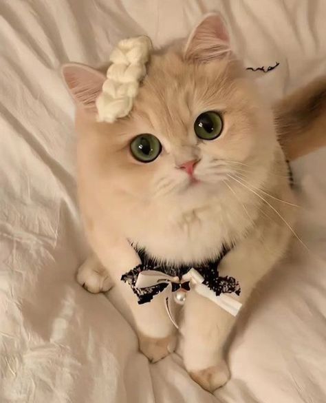 헬로키티 배경화면, Cats Photos, Silly Cats Pictures, Cute Cat Wallpaper, Cute Cats Photos, Cat Icon, Cute Animals Images, Cat Aesthetic