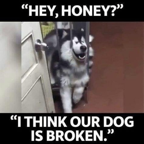 Husky Quotes, Husky Pictures, Husky Tattoo, Funny Anime Memes, K9 Police, Pet Quotes, Husky Funny, Dog Quotes Funny, Siberian Huskies