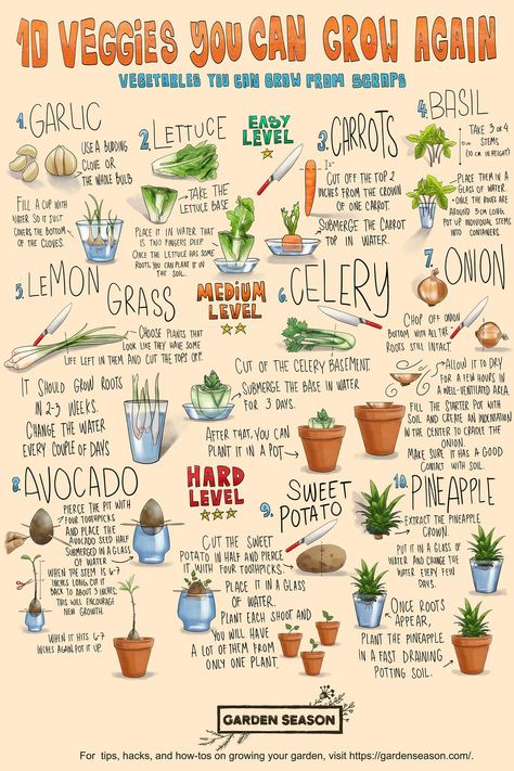 Check out more gardening tips on our website, homesteading.com!   (infographic by Garden Season)  #Homesteading #Gardening #Homesteader #Gardener #Homestead Inside Gardening, Starter Garden, Indoor Vegetables, When To Plant, Plant Journal, Homestead Gardens, Vegetable Garden Diy, Indoor Vegetable Gardening, Growing Veggies