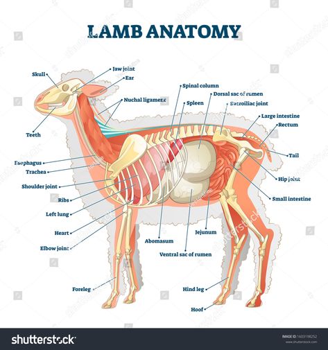 Lamb anatomy vector illustration. Labeled educational inner organs and bones structure scheme. Biological animal description from zoological aspect. Isolated detailed domestic sheep parts diagram. #Ad , #Sponsored, #organs#educational#bones#scheme Lamb Anatomy, Zoology Aesthetic Notes, Chicken Anatomy, Vet Tech School, Anatomy Organs, Vet Tech Student, Vet Technician, Large Animal Vet, Veterinary School