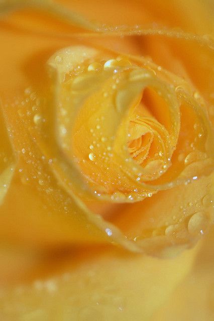 Dew Drops, Yellow Aesthetic, Rain Drops, Yellow Roses, Beautiful Roses, Flower Power, Flower Arrangements, Yellow, Flowers