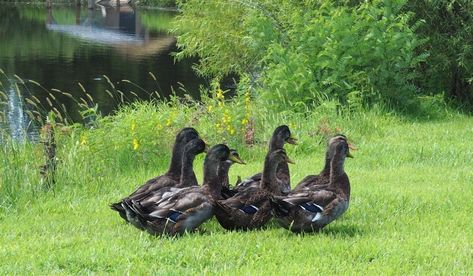 Duck Breeds Chart, Appleyard Ducks, Cayuga Ducks, Welsh Harlequin Duck, Aflac Duck, Geese Breeds, Pekin Duck, Backyard Ducks, Horse Farm Ideas