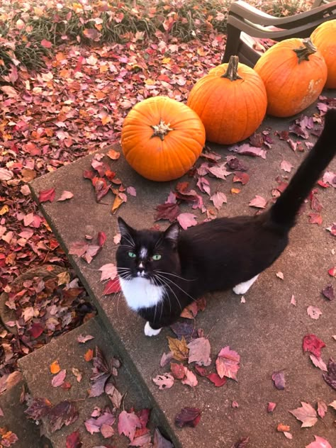 Fall Cats, Gilmore Girl, Fall Inspo, Tuxedo Cat, Cat Aesthetic, We Fall In Love, Autumn Cozy, Autumn Aesthetic, Samhain