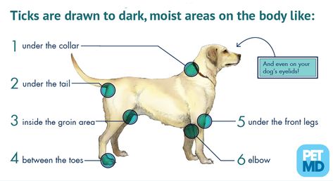 PetMD® on Twitter: "There are a few favorite hiding spots that you should know about when checking your pet for ticks and pests. https://t.co/t7PDuMle3b… https://t.co/idkyfRogvW" Ticks On Dogs Get Rid Of, How To Get Rid Of Ticks On Dogs, Get Rid Of Ticks, Flea And Tick Spray, Tick Spray, Ticks On Dogs, Insect Species, Hiding Spots, Pet Hacks