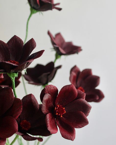 Flower notes: Cosmos Chocolate Chocolate Cosmos Flower Aesthetic, Cosmos Flowers In Vase, Chocolate Cosmos Flower, Cosmos Flower Botanical Illustration, Cosmos Apricotta, Chocolate Cosmos, Cosmos Flowers, Dark Chocolate Brown, Fall Cakes