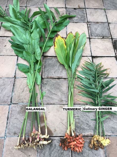 Galangal, turmeric, and ginger roots. Tanaman Air, Growing Ginger, Tattoo Plant, Ginger Plant, Meteor Garden 2018, Veg Garden, Growing Herbs, Covent Garden, Veggie Garden