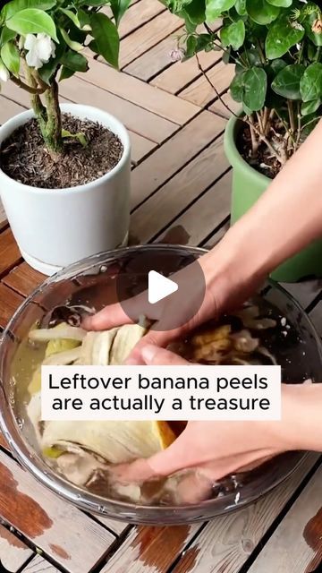 Gardening Tips on Instagram: "Irrigation water from banana peels #gardening #garden #gardeningtips #gardenlife #gardeninspiration #gardenideas #gardenlove #gardendesign #gardenersofinstagram #gardenersworld #garden_styles #gardenphotography #gardenlovers #gardenerslife #gardenart #gardenbeauty #gardensofinstagram #gardenplants #gardenviews #gardenersparadise #gardenista #gardeningcommunity #gardenloversclub #gardenaddict #gardeners #gardenerslife" Banana Peel Fertilizer, Banana Peel Uses, Banana Water, Banana Peels, Creative Garden Decor, Garden Remedies, Planting Tips, Plant Care Houseplant, Plant Nutrients