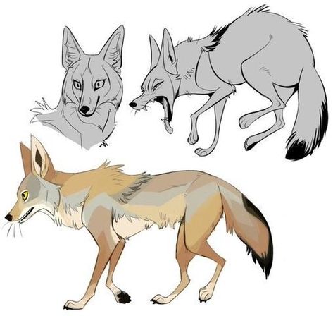 Coyote Anatomy, Coyote Drawing, Coyote Animal, Line Quality, Canine Drawing, The Trickster, Animal Study, Animal Doodles, Canine Art