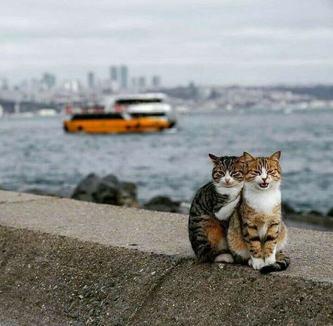 Istanbul Cats, Perros Golden Retriever, Cat Cuddle, Two Cats, Stray Cat, Animal Friends, Happy Cat, Istanbul Turkey, Beautiful Cats