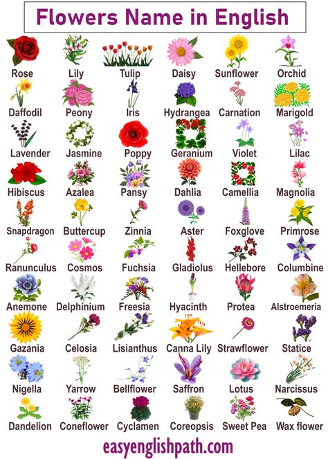 List of All Flowers Name in English with Pictures. A to Z Flowers Name in English Types Of Wildflowers Names, Name Of Flowers List, All Flowers Name List, List Of Flowers Names, Flower Language Alphabet Tiktok, Flower Language Tiktok, Names Of Flowers With Pictures, Flowers And Their Names, Unique Flower Names