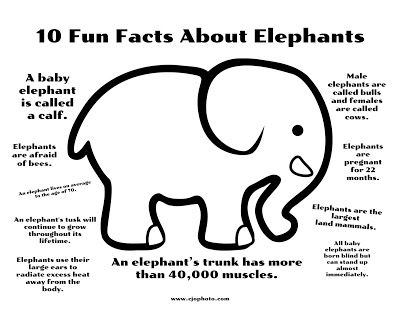 Free Printable Coloring Page: 10 Fun Facts About Elephants (Available from CJO Photo) Elephant Facts For Preschool, Elephant Free Printable, Elephant Jokes Funny, Savannah Habitat, Elephant Facts For Kids, Interesting Facts About Elephants, Fun Facts About Elephants, Facts About Elephants, Science Corner