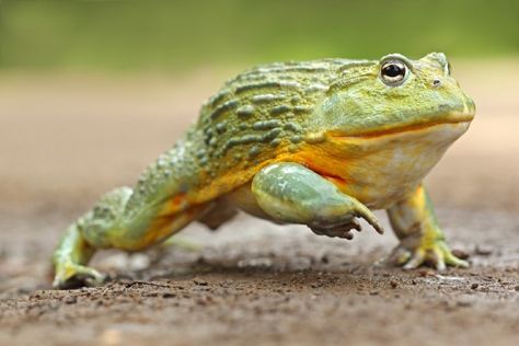 Today’s animal is the African Bullfrog. These large amphibians live along the coast of Africa and are notoriously cranky.   Characteristics:  The African Bullfrog is the second biggest frog species in the world. The males can be 10 inches long!  African bullfrogs have slightly webbed back toes, but they do not have webbing on their front […] Different Frog Species, Toad Reference, Frog Reference, Pixie Frog, African Frogs, American Green Tree Frog, African Bullfrog, Types Of Frogs, Bull Frog