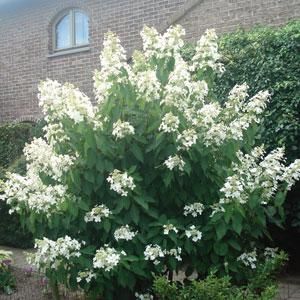 Hydrangea paniculata Sweet Summer, 4'x4', -30°, flower start out green to white to shades of pink in the fall. Heavy water, partial shade, frost tolerant. Hydrangea Paniculata Limelight, Hydrangea Bridal Bouquet, Summer Hydrangea, Hydrangea Tree, Annabelle Hydrangea, Hydrangea Quercifolia, Limelight Hydrangea, Hydrangea Paniculata, Bee Friendly