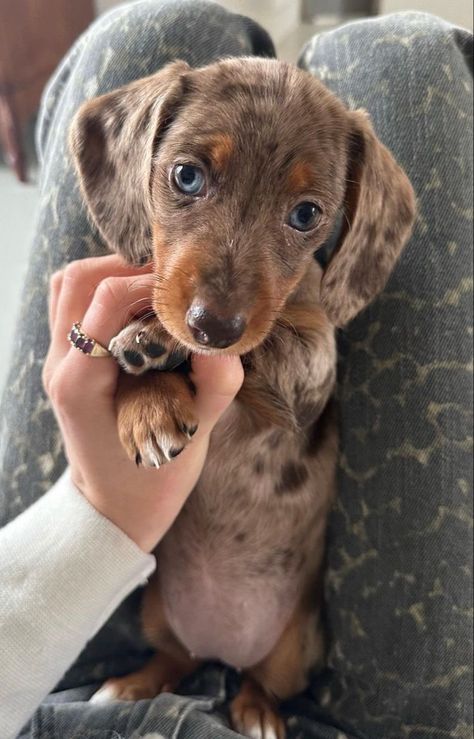 Weiner Dog Puppies, Dachshund Colors, Big Dogs Breeds, Biggest Dog In The World, Miniature Dachshund Puppies, Biggest Dog, Dachshund Puppy Miniature, Really Cute Puppies, Dogs Breeds