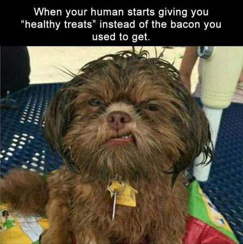 Chien Shih Tzu, Cute Animals With Funny Captions, Clean Memes, Morning Funny, Funny Dog Memes, Memes Hilarious, Shih Tzu Dog, Funny Captions, Funny Animal Memes