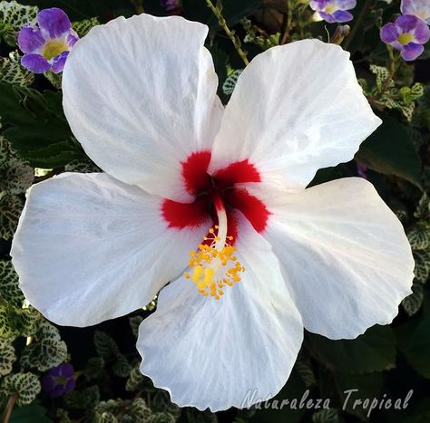 Variedad blanca con centro rojo de la flor de un Hibisco, género Hibiscus Hibiscus Plant, Hawaii Homes, Beautiful Flowers Wallpapers, Diy Curtains, Beautiful Flowers Pictures, Flower Pictures, Flower Wallpaper, Hibiscus, Flower Art