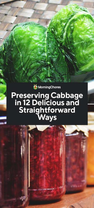 If you are suddenly inundated with cabbage heads from your harvest, you need to know about these methods of preserving cabbage to make them last for longer. Preserving Cabbage, Canning Cabbage Recipes, Preserve Cabbage, Canning Cabbage, Garden Schedule, Morning Chores, Preserving Vegetables, Inexpensive Dinners, Cabbage Steaks