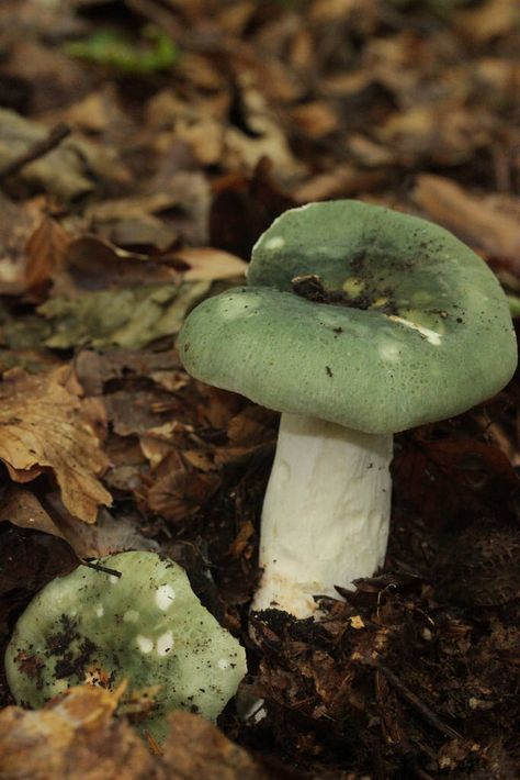 Green-cracking Russula - Russula virescens Marten Drawing, Mushrooms Identification, Types Of Green, Slime Mold, Flower Reference, Mushroom Identification, Whites Tree Frog, Blue Tongue Skink, Pine Marten