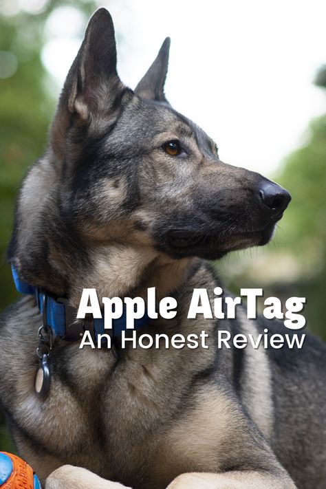 Dog trackers are one of the perks of modern dog ownership – but how does the Apple AirTag stack up? As always, I’ve been testing out the Apple Airtag in order to give you guys the best insight into these products that I possibly can. So, for the last 9 months or so, I’ve been looking into the Airtag and how you may be able to use it as a dog tracker. Read more on the blog! Apple Airtag Dog Collar, Dog Airtag, Tile Tracker, Dog Tracker, Diy Dog Collar, Collars Diy, Pet Blog, Apple Airtag, Dog Boots