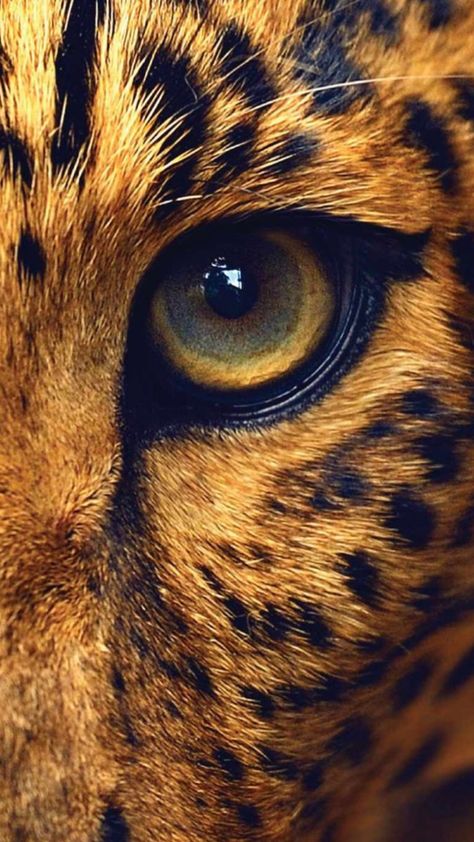 Jaguar Eyes Drawing, Animal Eyes Painting, Animal Eyes Photography, Animal Close Up, Eyes Animal, Regard Animal, Wild Animal Wallpaper, Regnul Animal, Animal Eyes