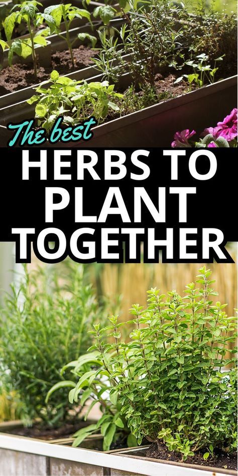 Companion plant your herb garden for optimal growth and flavor with these handy tips on the best herbs to plant together. Certain herbs thrive when paired together. Learn which herb combos enhance each other's growth plus which plants to keep separated. Master the art of companion planting with this guide to the best and worst herb pairings. Herbs To Plant Together, Raised Bed Herb Garden, Planting Raised Garden Beds, Herb Companion Planting, Herbs To Plant, Planting Layout, Raised Herb Garden, How To Grow Herbs, Companion Planting Guide