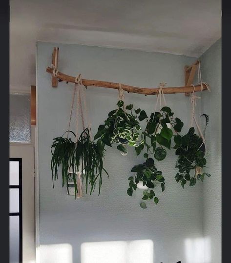 نباتات منزلية, Plant Decor Indoor, House Plants Decor, Room With Plants, House Plants Indoor, Plant Shelves, Diy Plants, Plant Wall, Dream House Decor