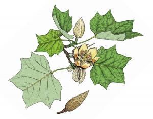 Tulip Tree (Yellow Poplar; Tulip Poplar) Tulip Poplar Tattoo, Tree Leaf Tattoo, Tulip Poplar, Leaf Identification, Tulip Tree, Leaf Tattoo, Landscaping Trees, Tissue Types, Sunken Garden