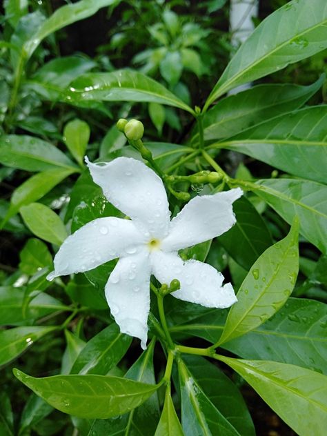 Pinwheel Flower is also called as crape jasmine . It's a evergreen shrub mostly found in every 🏠 in India. Pinwheel Flower, Jasmine Flower, India