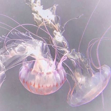 Jellyfish Swimming, Jellyfish Pictures, Sea Jellies, Pink Jellyfish, Princess Jellyfish, Piskel Art, Pink Ocean, Mermaid Aesthetic, Ocean Creatures