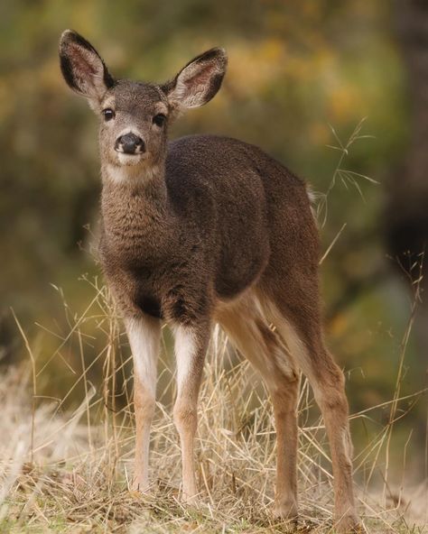 Deer Facing Forward, Blacktail Deer, Fallow Deer Photography, Siberian Musk Deer, Deer In A Field, Deer In Forest Photography, Express Yourself, A Place, Deer