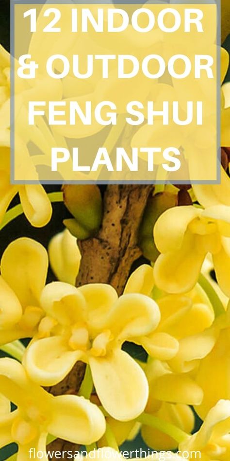 Learn about good Luck Feng Shui Outdoor Plants for garden ideas and Front Doors. Best decor placement. Feng Shui Garden Ideas, Feng Shui Front Yard Landscaping, Good Luck Plants Indoor, Feng Shui Plants Front Doors, Plants For Good Luck, Fung Shway, Privacy Landscaping Front Yard, Garden Feng Shui, Decor Placement