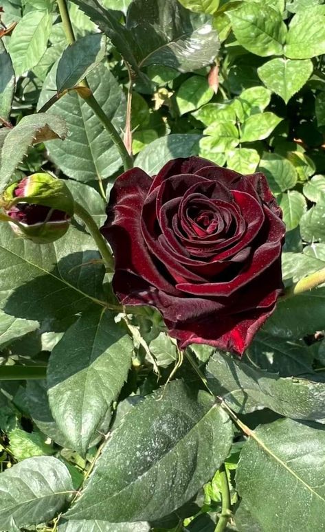 Black Baccara Dark Colored Flowers Bouquets, Black Bacarra Roses, Flor Aesthetic, Black Baccara Roses, Black Baccara, Dark Roses, Black Plant, Black And Red Roses, Black Rose Flower