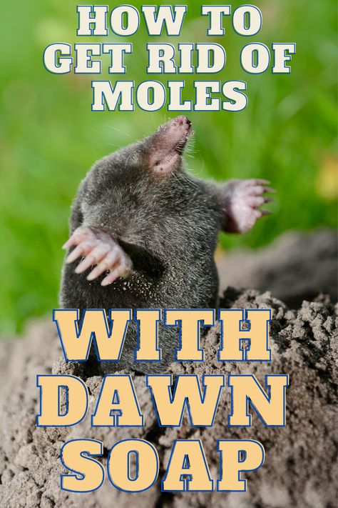 Mole Removal Yard, Moles In Yard, Getting Rid Of Gophers, Mole Repellent, Dawn Soap, Rodent Repellent, Lawn Pests, Garden Remedies, Mole Removal