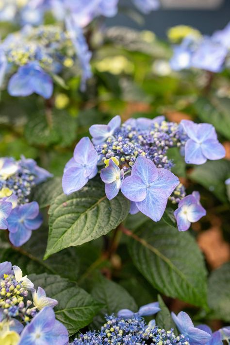 Pop Star Hydrangeas are a gardener's dream with stunning lace cap blooms that can be electric blue or bright pink depending on your soil pH ☁️🔦✨ These compact beauties reach just 1.5-3' tall and wide, making them perfect for containers, borders, or adding a pop of color to your garden! ▫️ Lacecap blooms in vibrant pink or blue ▫️ Matures to 1.5-3' wide by 1.5-3' tall ▫️ Hardy in USDA Zones 4-9 ▫️ Thrives in partial shade Their long-lasting blooms attract butterflies and other pollinators f... Lace Cap Hydrangea, Soil Ph, Pink Or Blue, Attract Butterflies, Lace Caps, Dream Garden, Pop Star, Bright Pink, Hydrangea