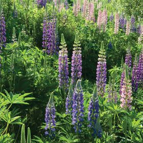 Lupine Seeds | Johnny's Selected Seeds Lupin Flower, Lupine Flowers, Vegetable Garden Planning, Plant Spacing, Hardy Perennials, Fresh Cut Flowers, Garden Pests, Heirloom Seeds, Flower Display