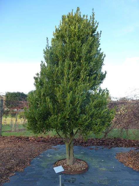 This is the type of tree that Daphne turned into. The scientific name is Laurus nobilis but commonly known as bay laurel. The one in the picture is actually a narrow leafed bay. Bay Laurel Tree, Green Traffic Light, Leaves Meaning, Weeping Trees, Laurel Tree, Helichrysum Italicum, Architectural Plants, Laurus Nobilis, Screen Plants