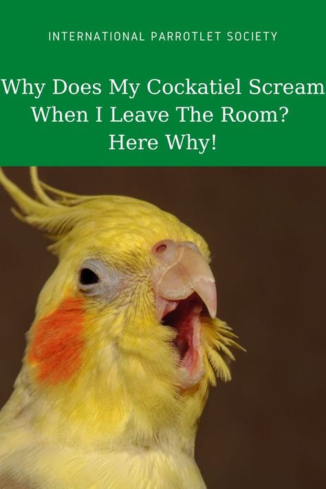 You may be wondering - why does my cockatiel scream when I leave the room? Discover these reasons why your cockatiel screams when you leave. #cockatiel #internationalparrotletsociety #healthcare #parrot #parrolet #parakeets #behavior #bird #pet Cockatiel Care, Parrot Diet, Cockatiel Toys, Cockatiel Cage, Bird Pet, Diy Snacks, Bird Care, Nutritious Diet, Parrot Toys