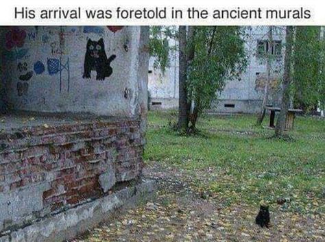 his coming was foretold in ancient murals Memes Of The Day, A Black Cat, Funny Cat Memes, Funny Animal Memes, E Card, Funny Animal Pictures, Crazy Cat Lady, Animal Memes, Bones Funny