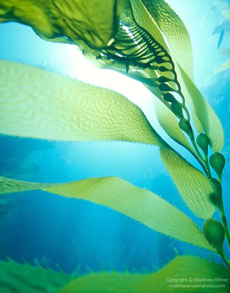 Giant Kelp (Macrocystis pyrifera) | Matthew Meier Photography Santa Cruz Island, Underwater Plants, Blue Dolphin, Channel Islands National Park, Sea Plants, Kelp Forest, Sea Kelp, Underwater Art, Forest Photos