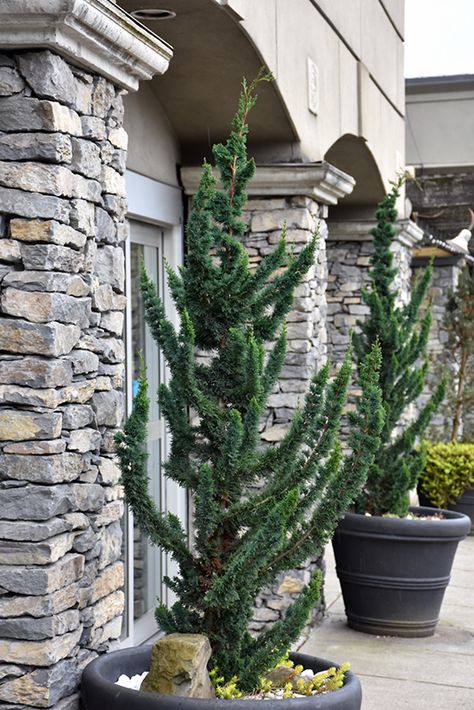 Carolina Sapphire Cypress Landscaping, Tawny Cypress, Redwood Sorrel, Wissels Saguaro False Cypress, Port Orford Cedar, Sequoia Sempervirens, Saguaro Cactus, Outdoor Pots, Evergreen Trees