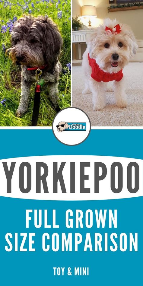 Yorkipoo Full Grown, Yorkiepoo Full Grown, Yorkipoo Haircut, Yorkipoo Puppies, Yorkiepoo Haircuts, Yorkie Poo Full Grown, Yorkie Poo Haircut, Yorkiepoo Puppy, Doodle Haircuts