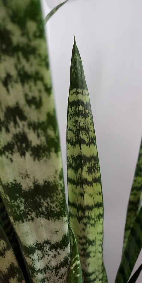 Black Coral Snake Plant Snake Aesthetic Picture, Green Snake Wallpaper Aesthetic, Snake Aesthetic Green, Snake Plant Aesthetic, Snake Plant Photography, Green Vine Snake, Coral Snake, Retro Wallpaper Iphone, Black Coral