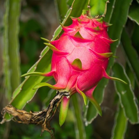 Hylocereus Undatus, Feng Shui Basics, Memorial Plants, Dragon Fruit Plant, Plant Diseases, Plant Information, Earth Elements, Flower Leaf, Plant Species