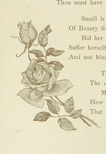 Victorian Rose Illustration, Vintage Rose Drawing, Vintage Rose Illustration, Vintage Flower Illustration, Roses Illustration, Rose Reference, British Library Digitised Image, Vintage Illustration Art, Rose Illustration