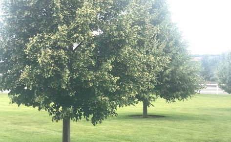 Greenspire Linden Tree, Tilia Cordata, Tree Photos, Linden Tree, Tree Growing, Street Trees, Tree Garden, Conifer Trees, Potted Trees