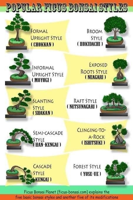 Ficus Bonsai Style, Ginseng Ficus Bonsai, Types Of Bonsai Trees, Ficus Ginseng Bonsai, Bonsai Design, Ficus Bonsai Tree, Green Therapy, Bonsai Shop, Bonsai Inspiration